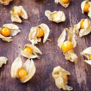 Plants de fruits Physalis Prune des Incas