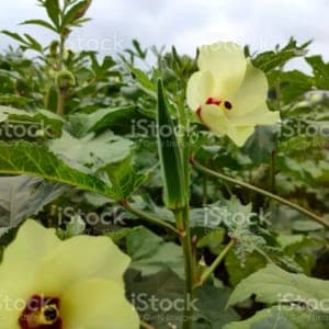 Plants de légumes Gombo