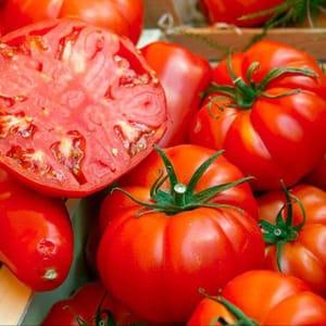 Plants de tomates beefsteack