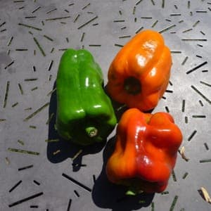 Poivron Doux d'Espagne