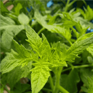Tomate Royale des Guineaux (plant)