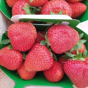 fraise