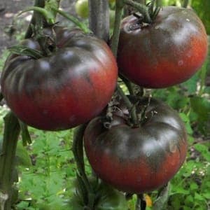 Tomate Black Prince