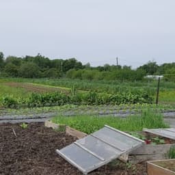 le jardin de Souleymane #2