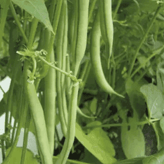 Plant d'haricot vert nain Pongo