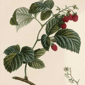 Vinaigre à la Framboise (feuilles de framboisier & fruits)