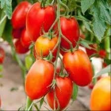 Tomate ROMA