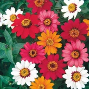 ZINNIA PINWHEEL