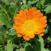 SOUCI OFFICINAL (Calendula)