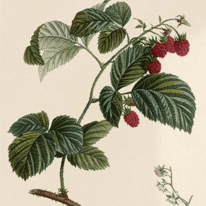 Vinaigre à la Framboise (feuilles de framboisier & fruits)