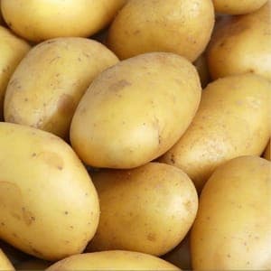 2- pommes de terre nouvelles Maiwen