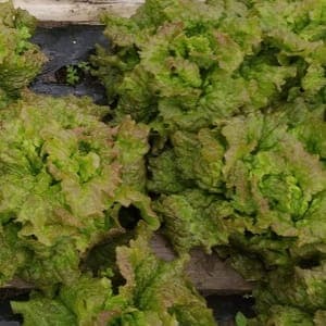 Salade