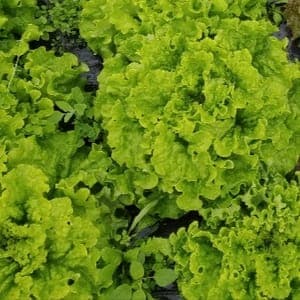 Salade