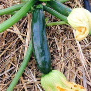 Courgette