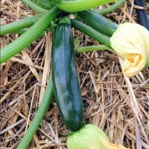 Courgette