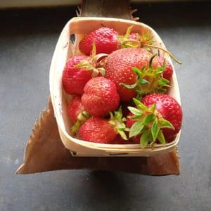 fraises barquette 250g "