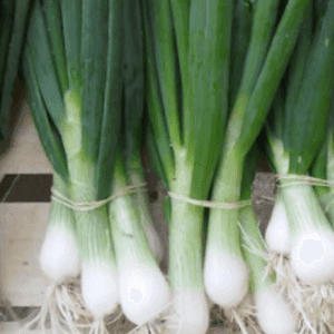 Oignons frais botte