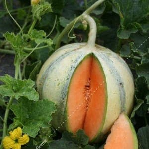 Plant Melon Védrantais du Roc