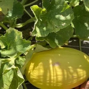 Plant Melon Jaune Canari