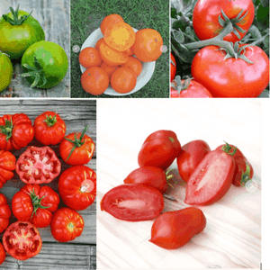 TOMATE A GROS FRUIT MIX ROUGE/ORANGE/VERTE