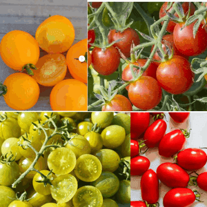 TOMATE A PETIT FRUIT MIX ROUGE/JAUNE/VERTE