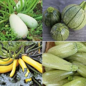 COURGETTE MIX LONGUE ET RONDE 3 COULEURS