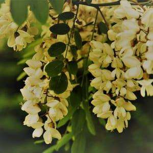 Fleurs d'acacia bio sachet