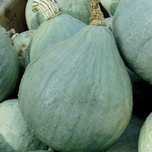 Plant Courge "Potimarron Blue Ballet"