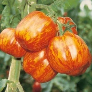 Tomate STRIPED CAVERN