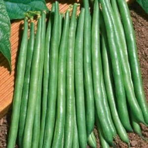 10 - Plants