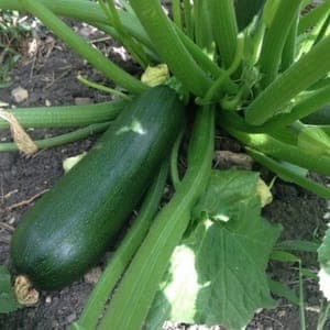 Courgette verte