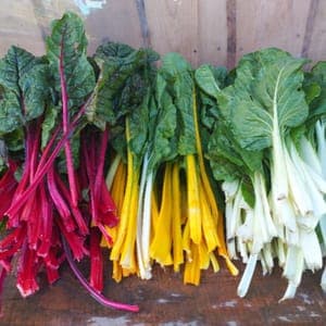 Blettes de couleurs