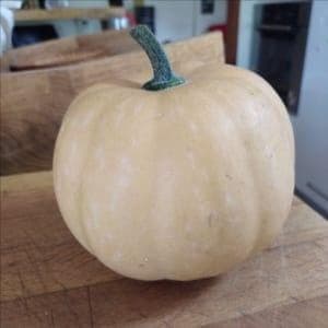 Courge carat (mini musquée de provence) Plant