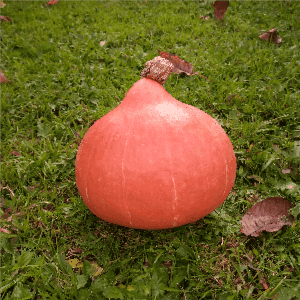 Potimarron (plant)