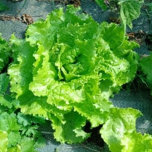 Salade