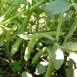 Fèves Le Potager du Coin