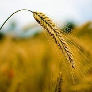 Farine de seigle Pâtissière