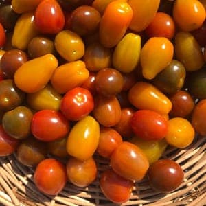 Tomates cerises