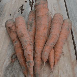 Carottes
