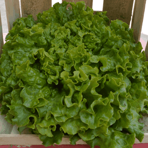 Salade