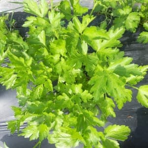 Persil plat environ 100g