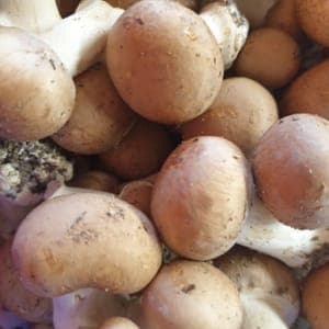 champignons de paris