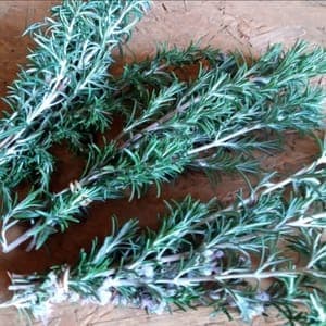 romarin bio