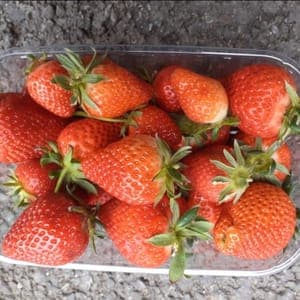 Fraises 500g
