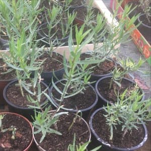 estragon bio en pot