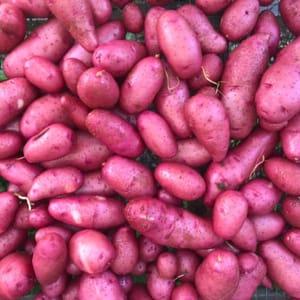 Pommes de terre nouvelles variété Chérie