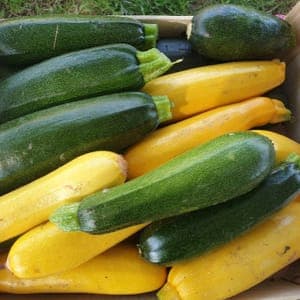 Courgettes verte et jaune