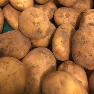 Pomme de Terre Nouvelle