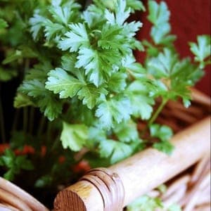 plant de persil