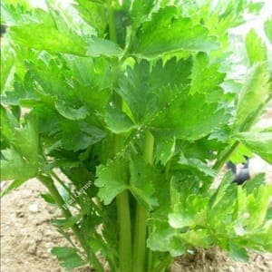 plant de celeri-branche